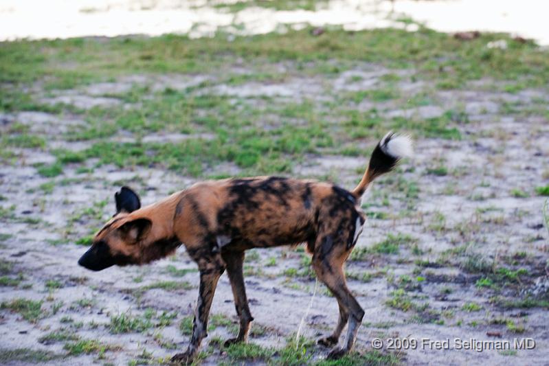 20090617_180032 D3 X1.jpg - The pack depends on separate male and female hierarchies and the hierachy is SUBMISSION based.  Non-aggresion is emphasized, even over food, so that a Wild Dog will beg (within the pack) rather than fight.  Interestly, as noted, they will feed other pack members such as the sick or injured or very old that are unable to keep up.  Sounds more like a Blue State than a Red State!